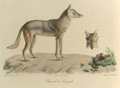 Sakaali Senegalista. Senegalin sakaali, Natural History of Mammals (väri litho) tekijältä French School