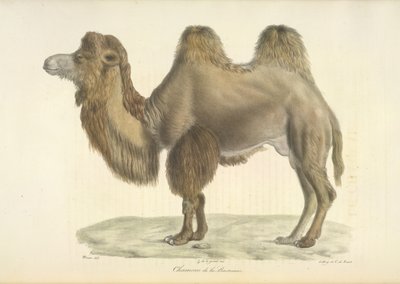 Bactrian Camel, Bactrian Camel, Natural History of Mammals (väri litho) tekijältä French School