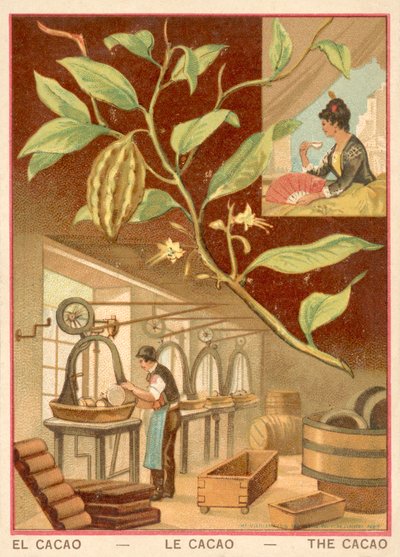 Kaakao (chromolitho) tekijältä French School