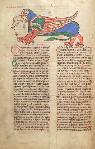 Turska. Guelf. 1 Gud. lat. 39v, Griffin syömässä miestä, Liber Floridusista, kirjoittanut Lambert de Saint-Omer n. 1120 tekijältä French School