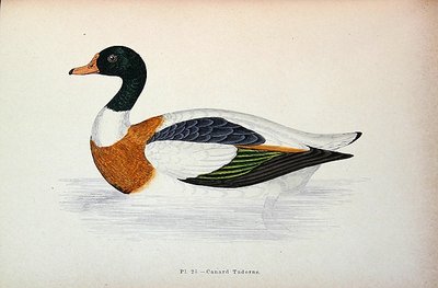 Common Shelduck (värikaiverrus) tekijältä French School