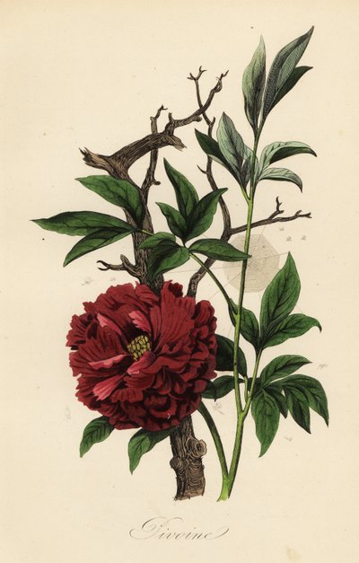 Tavallinen pioni, Paeonia officinalis, hämähäkinseitti tekijältä French School