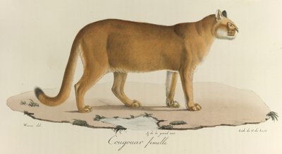 Cougar, Naaraspuuma, "Histoire Naturelle des Mammères" (värilitho) tekijältä French School
