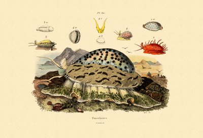 Cowrie Shells, 1833-39 tekijältä French School