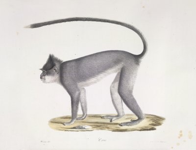 Croo. Apina, Natural History of Mammals (väri litho) tekijältä French School