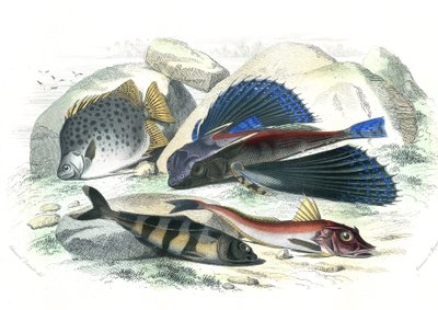 Dactyloptere pirapede (Dactylopterus pirapeda) lentävät kalat, Chetodon argus (scatophagus argus), centronote pilote (echeneis naucrate), Trigle Lyre (Genicanthus Melanospilos) - Bernard Germain de Lacepeden Histoire Naturelle -lajista poiminut levy (12856 tekijältä French School