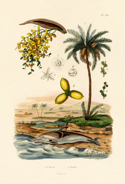 Daatepalmu, 1833-39 tekijältä French School
