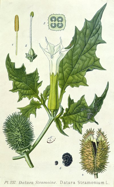 Datura stramonium, kasvitieteellinen levy tekijältä French School