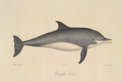 Suitsettu delfiini, Natural History of Mammals (väri litho) tekijältä French School