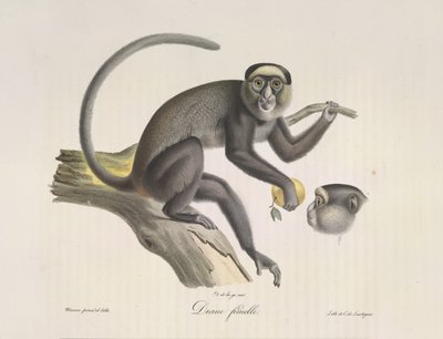 Diana, naaras apina, Natural History of Mammals (väri litho) tekijältä French School