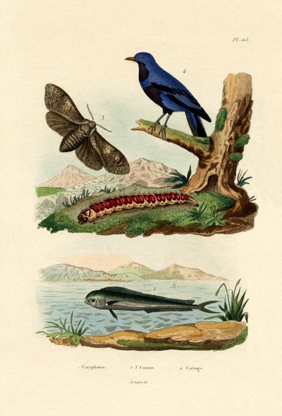 Dolphinfish, 1833-39 tekijältä French School