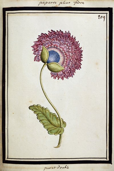 Double Poppy, n. 1700 tekijältä French School