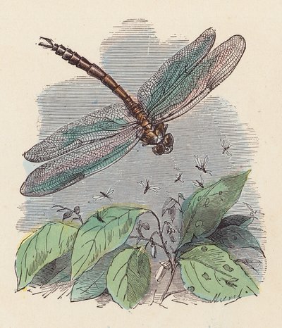 Dragonfly (värillinen kaiverrus) tekijältä French School