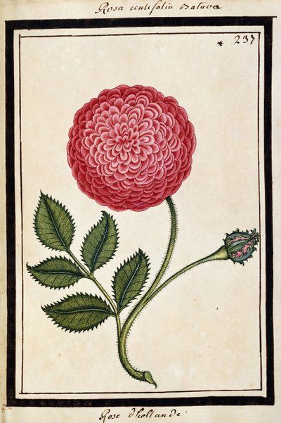 Dutch Rose, n. 1700 (akvarellipiirustus, kehystetty mustalla) tekijältä French School
