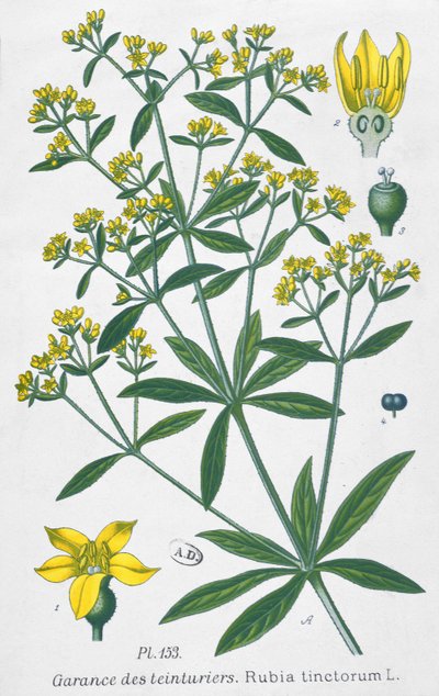 Dyers Madder (Rubia Tinctorum) tekijältä French School