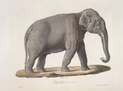 Aasiannorsu, Natural History of Mammals (väri litho) tekijältä French School