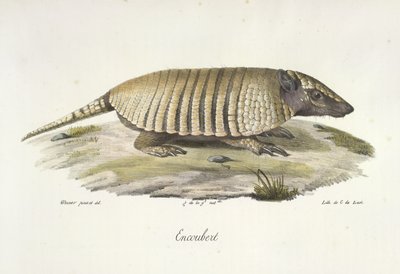 Encoubert, Armadillo, Natural History of Mammals (väri litho) tekijältä French School