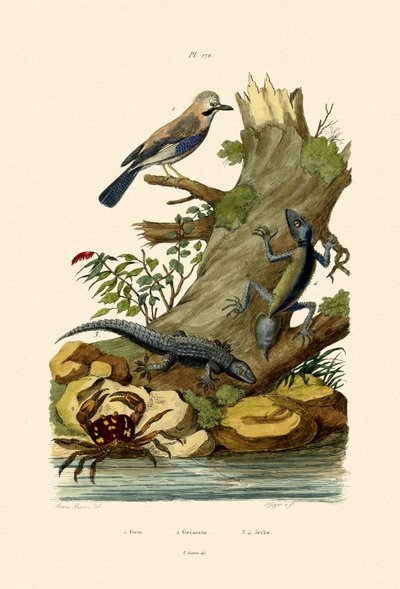 Euraasian Jay, 1833-39 tekijältä French School
