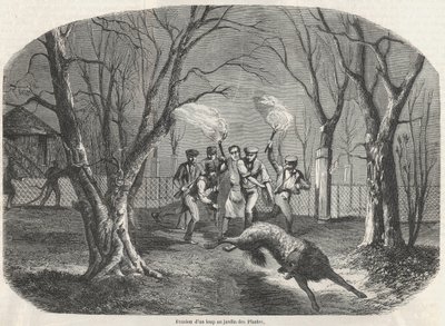 Suden väistäminen Jardin des Plantesissa Pariisissa – Edmond Texierin kaiverrus Tableau-de-Pariisiin 1852 tekijältä French School