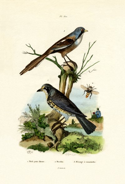 Fieldfare, 1833-39 tekijältä French School
