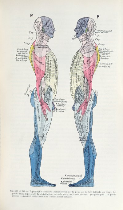 Kuvat 381 & 382 Hermosto, J. Dejerinen julkaisusta Semiologie des Affections du System Nerveux, 1914 tekijältä French School