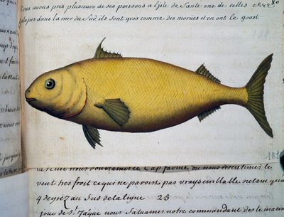 Turskan kokoinen kala, Isle De La Sante, akvarelli lokikirjasta. Jacques Gouin de Beauchesne (1652-1730), Compagnie royale de la Mer du Sudin kapteeni, 1698-1701, Ranska tekijältä French School
