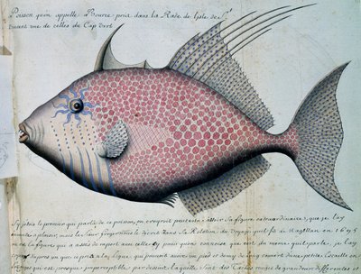 Kala nimeltä Bource, Sao Vicenten saari, Kap Verde, akvarelli lokikirjasta Jacques Gouin de Beauchesnen (1652-1730), Compagnie royale de la Mer du Sudin kapteeni, 1698-1701, Ranska tekijältä French School