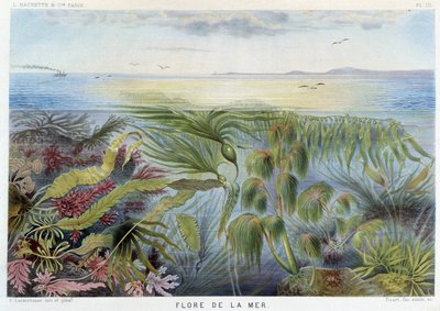 Meren kasvisto - teoksessa "Le Monde de la Mer", Alfred Fredol, toim. Pariisi, Hachette. tekijältä French School