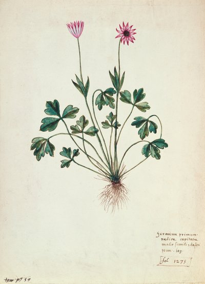Fol.1275 Geranium (wc paperilla) tekijältä French School