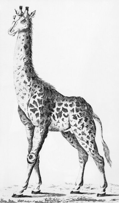 Herra Levaillant toi kirahvin Afrikassa matkustaessaan, kuva Observations sur la Physiquesta, sur lHistoire Naturelle et sur les Arts, dediees a Mgr. Artoisin kreivi, joulukuu 1789 tekijältä French School