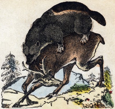 Ahmatti. Kaiverrus "" Alphabet des animaux sauvages"". 9. sarja. Kuvia Epinalista, Pellerin, paino-kustantaja, noin 1870. Kaiverrukset puuhun, stenciloitu. 16 sivua. Mitat: 20 x 15 cm. Yksityinen kokoelma tekijältä French School