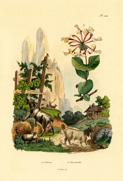 Vuohet, 1833-39 tekijältä French School