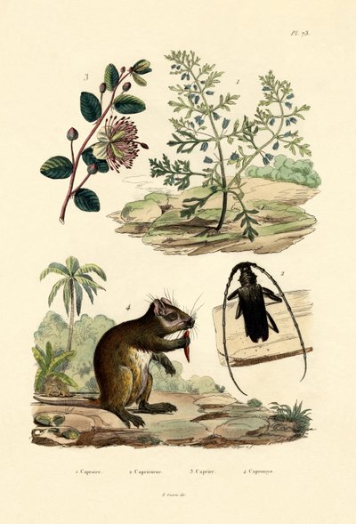 Vuohiläinen, 1833-39 tekijältä French School