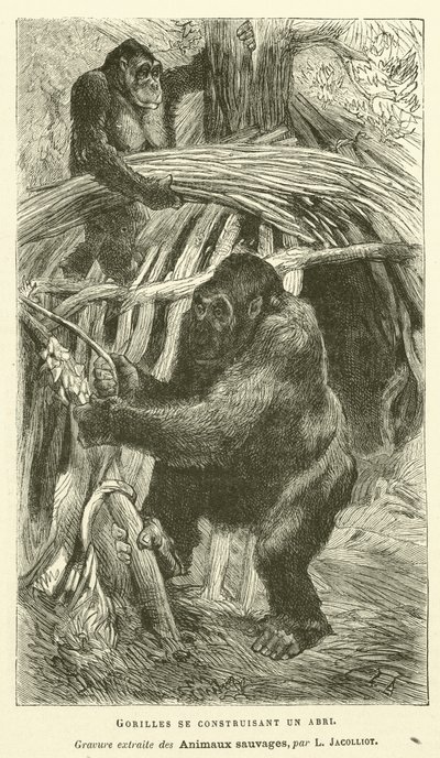 Gorillat rakentavat suojaa (kaiverrus) tekijältä French School