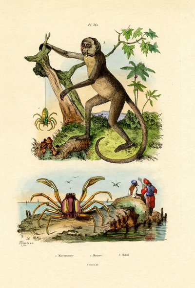Green Huntsman Spider, 1833-39 tekijältä French School