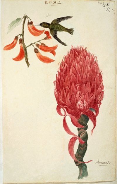 Lejeunen kolibri (Trochilidae) ja ananas (Ananas comosus) tekijältä French School