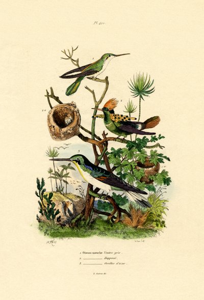 Hummingbirds, 1833-39 tekijältä French School