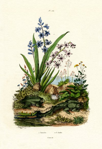 Hyasintin kukka, 1833-39 tekijältä French School