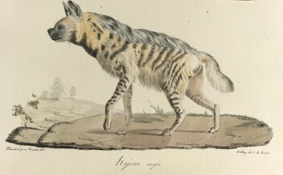 Hyena, raidallinen hyeena, Natural History of Mammals (väri litho) tekijältä French School