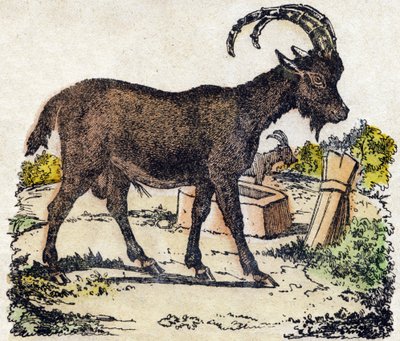 Ibex. Kaiverrus "" Alphabet des animaux sauvages"". 9. sarja. Kuvia Epinalista, Pellerin, paino-kustantaja, noin 1870. Kaiverrukset puuhun, stenciloitu. 16 sivua. Mitat: 20 x 15 cm. Yksityinen kokoelma tekijältä French School