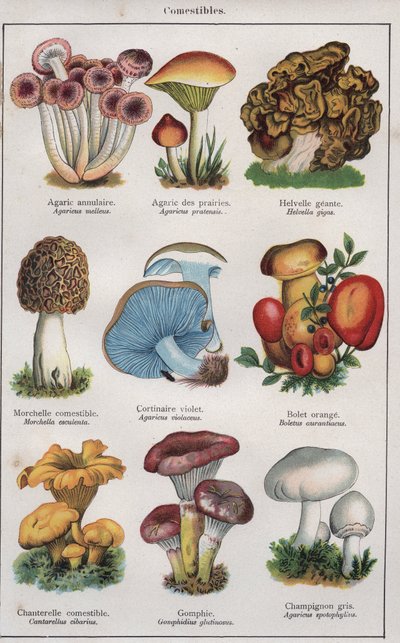 Tohtori H.M.Menierin "Traite de medecine et d