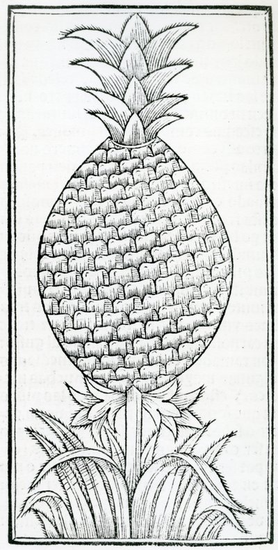 Kuvitus "Intian luonnonhistoriasta", Gonzalo Fernandez de Oviedo (1478–1557) tekijältä French School