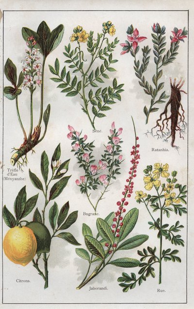 Kuvitus teoksesta "MON DOCTEUR - Traite de MEDECINE et d