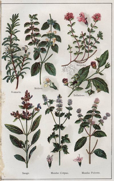 Kuvitus teoksesta "Mon docteur, traite de medecine et d