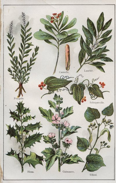 Kuvitus teoksesta "mon docteur - traite de medecine et d