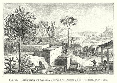 Indigoterie Senegalissa, Sebin, Leclercin kaiverruksen jälkeen, 1600-luku (kaiverrus) tekijältä French School