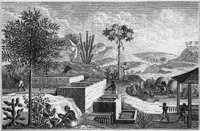 Indigoterie Senegalissa 1600-luvulla. tekijältä French School
