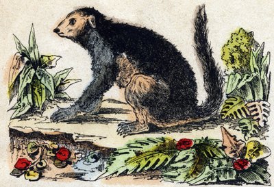 Indri (lemurialainen). Kaiverrus "" Alphabet des animaux sauvages"". 9. sarja. Kuvia Epinalista, Pellerin, paino-kustantaja, noin 1870. Kaiverrukset puuhun, stenciloitu. 16 sivua. Mitat: 20 x 15 cm. Yksityinen kokoelma tekijältä French School