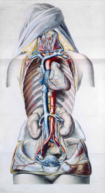 Naisen sisäelimet, levy Gilbert Breschetin (1784-1845) suonijärjestelmän anatomisesta, fysiologisesta ja patologisesta tutkimuksesta, kaiverrus Engelmann, Pariisi, 1829 tekijältä French School