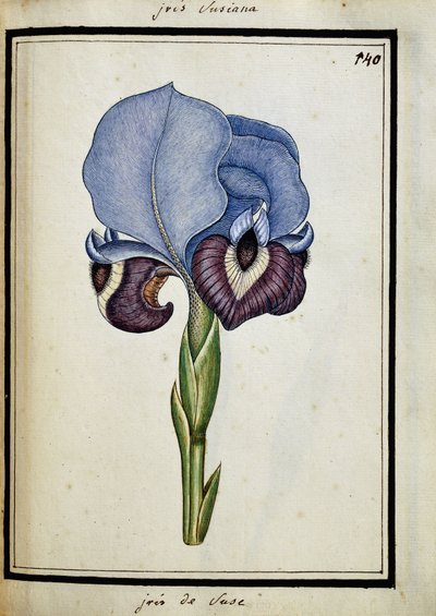 Iris Susana tekijältä French School